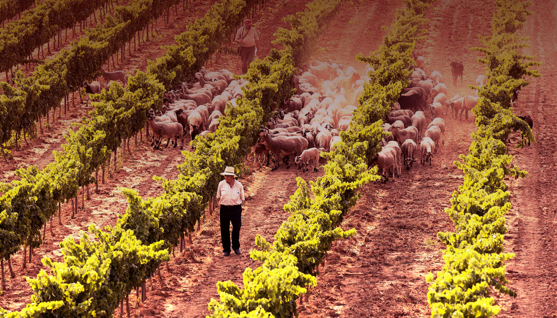 Sprankelende witte wijn uit Catalunya