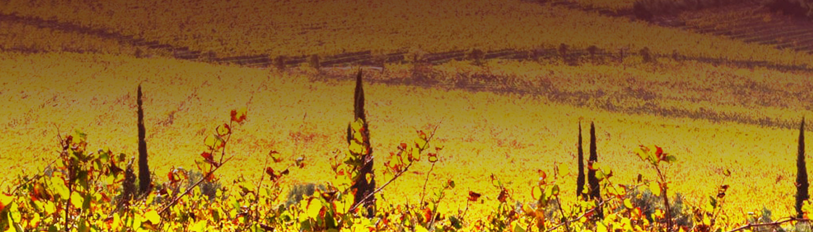 DMZ Chardonnay 2023 € 13,60 Margaret Wines