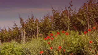 Verleidelijke Chenin Blanc
