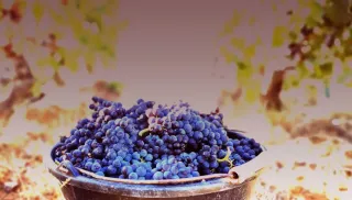 Geurige Pinot Noir uit de Loire