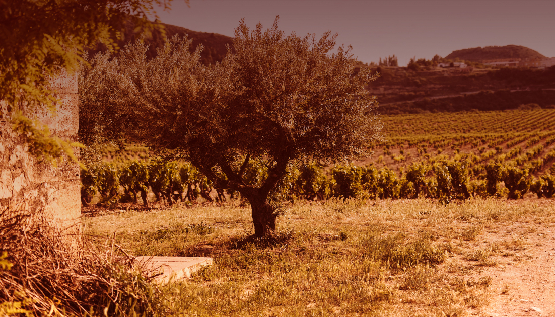 Fruitige rode wijn uit Rioja