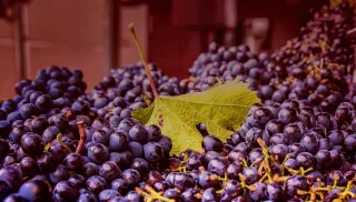 Verrukkelijke Primitivo