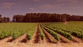 Geurige Pinot Gris