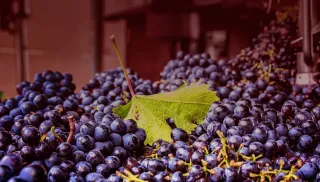 Verleidelijke Primitivo di Manduria