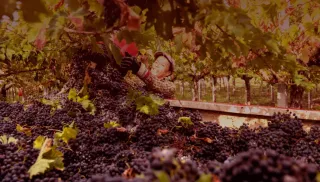 Biologische Montepulciano d'Abruzzo