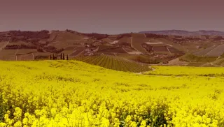 Geweldige Gavi di Gavi