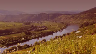 Verfijnde Riesling