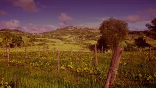 Elegante Vino Nobile di Montepulciano