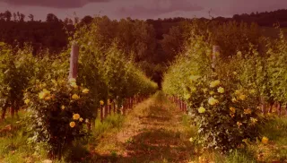 Gastronomische Monferrato Bianco