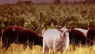 Biologische Muscadet de Sèvre et Maine sur lie