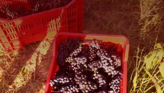 Stoere Monferrato Rosso