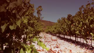 Vrolijke Cuvée Olric