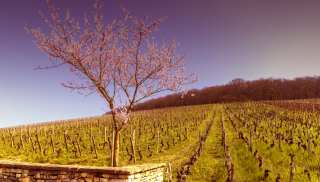 Verleidelijke Bourgogne Vézelay