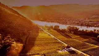 Geurige Grüner Veltliner