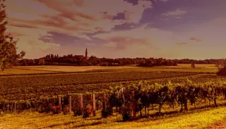 Verleidelijke Chenin Blanc